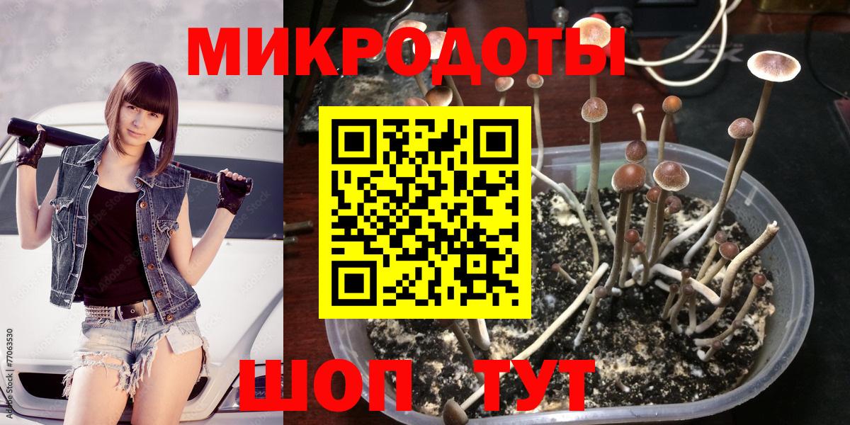 Галлюциногенные грибы Psilocybine cubensis Бийск